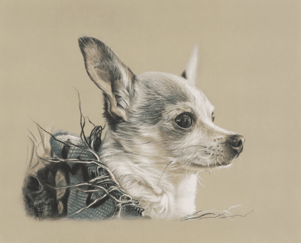 673639ac37ccf_blob-ccaff1f A dog with long ears and a head of hair.